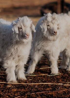 Loro Piana Baby Cashmere